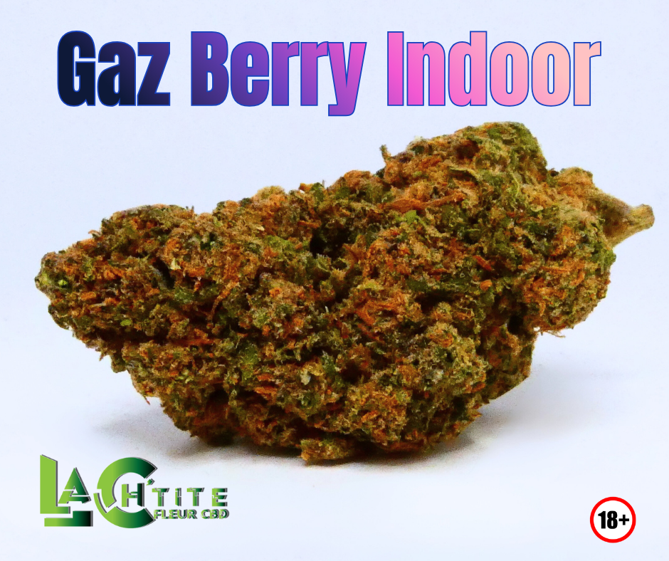 69329a2dd65c2 Gaz Berry Indoor 2